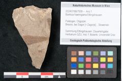Foto (Objekt + Etikett) von Banksia haeringiana Ettingshausen (NHMW-GEO-2024-0188-7939)